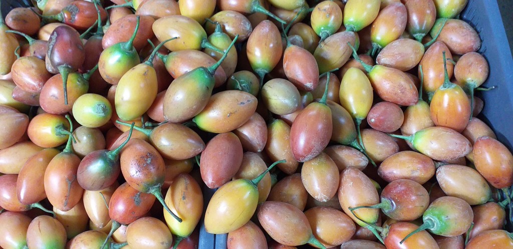 Tomate de arbol