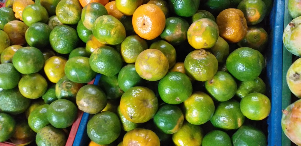 Mandarina oneco gruesa