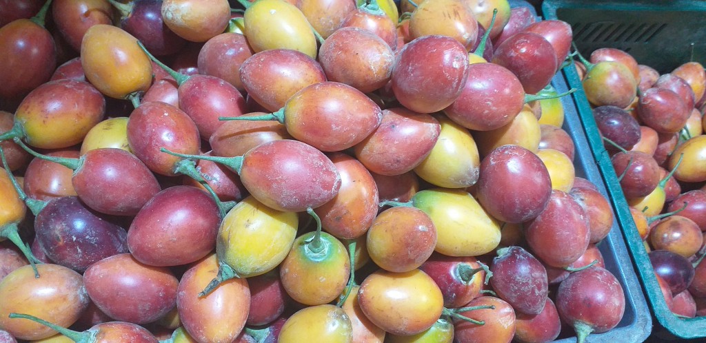 Tomate injerto 2da