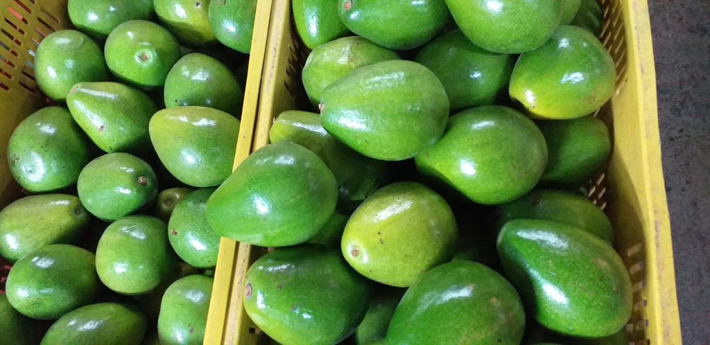 Aguacate papelillo
