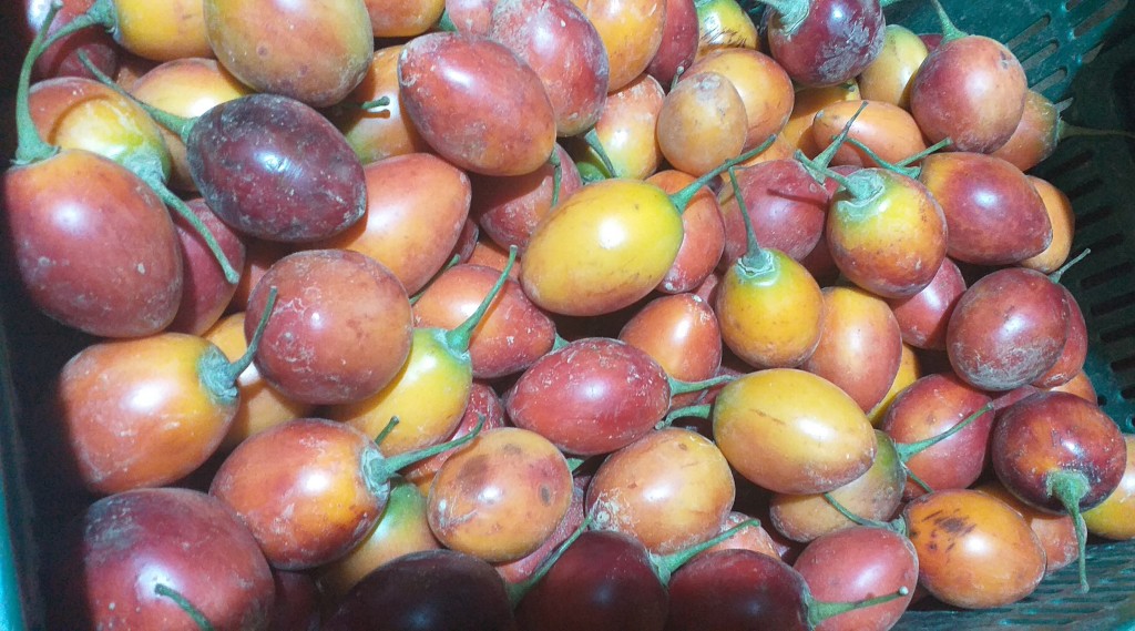 Tomate injerto