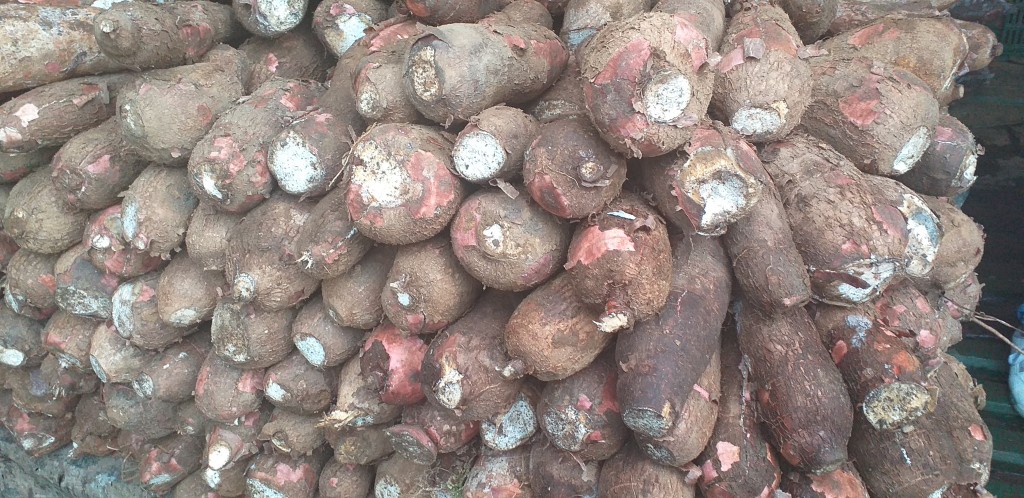 Yuca cuero de sapo