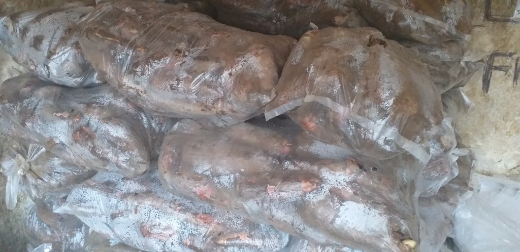 Yuca playera/28kg
