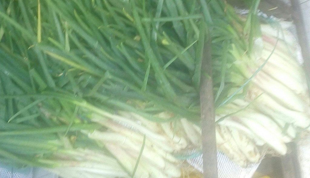 Cebolla larga
