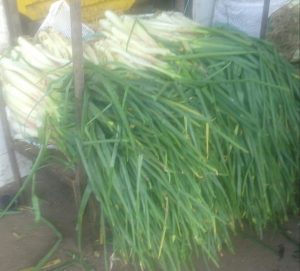Cebolla larga