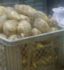 Arracacha