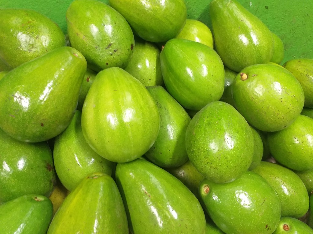 Aguacate papelillo