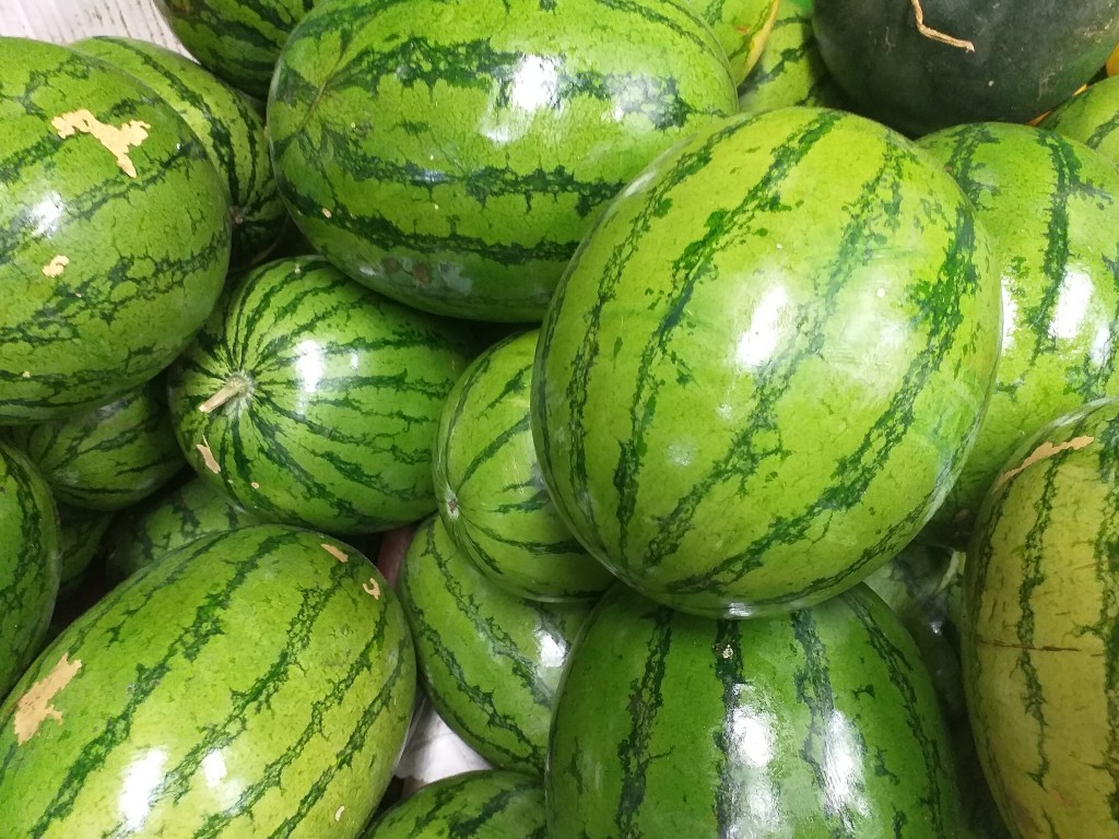 Sandia baby