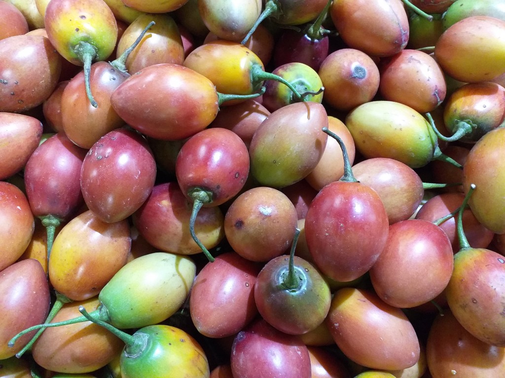 Tomate de árbol Tomoro