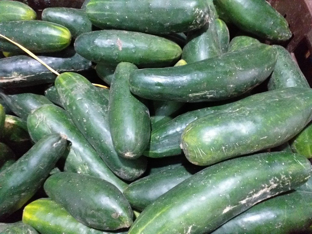 Pepino
