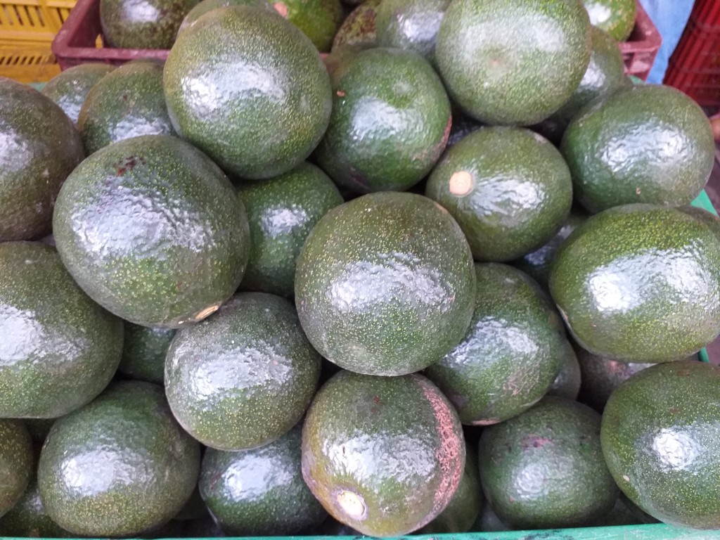Aguacate reeds