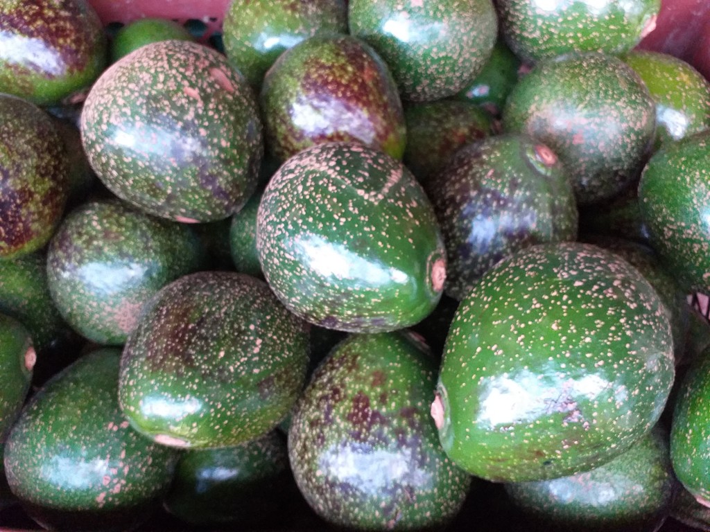 Aguacate collins