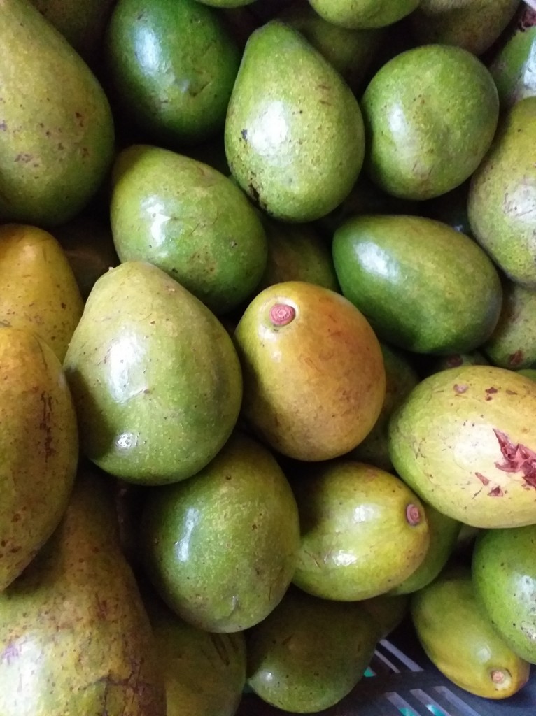 Aguacate papelillo