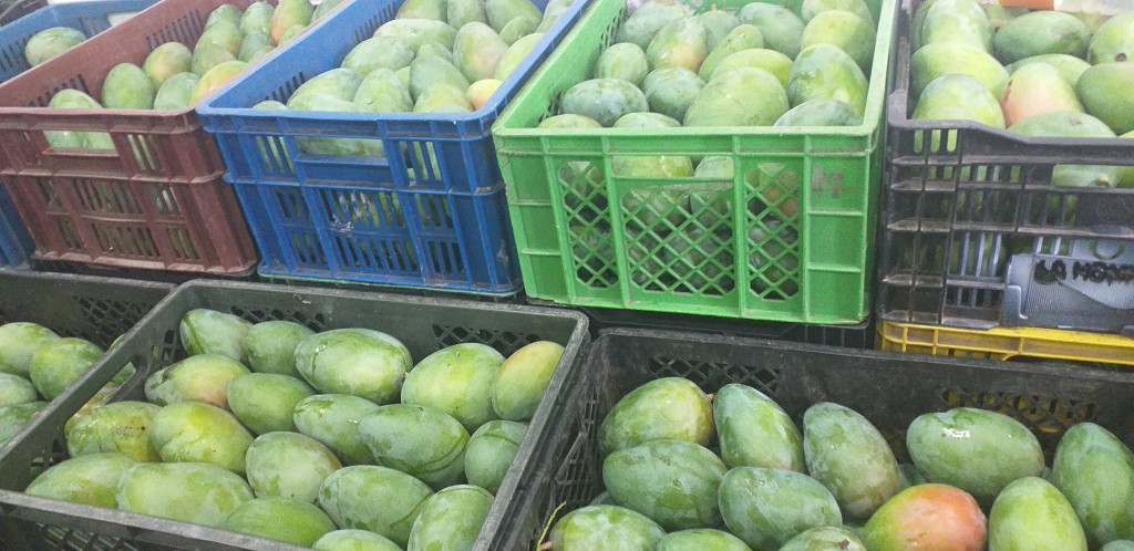 Mango farchi 1ra