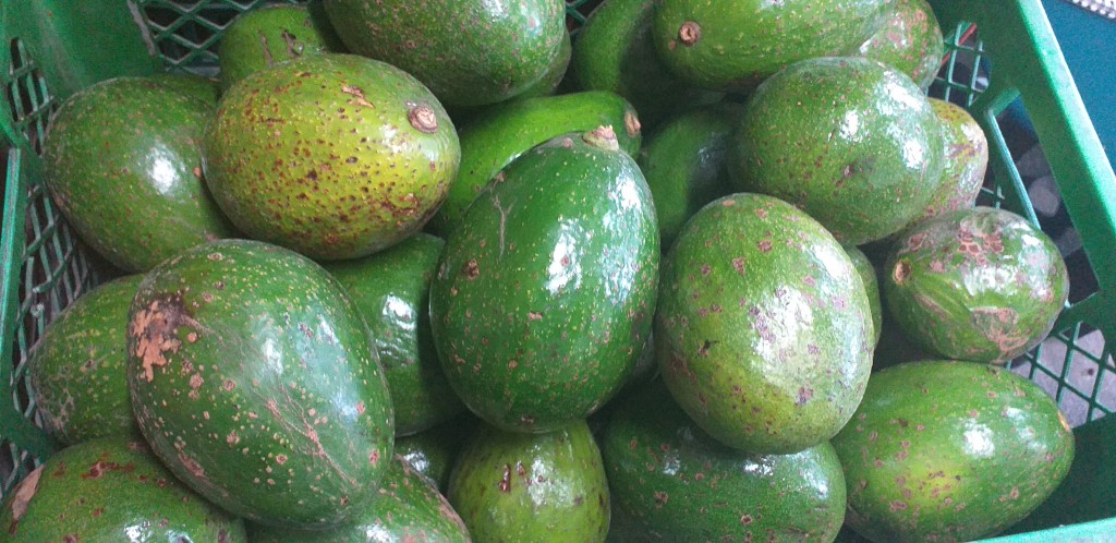 Aguacate choquette