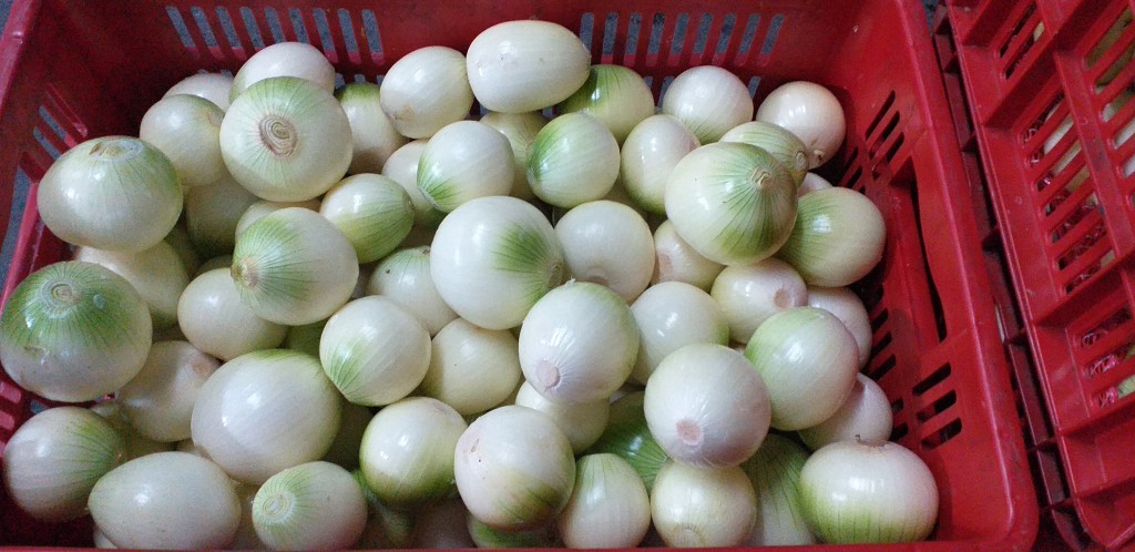 Cebolla blanca pelada