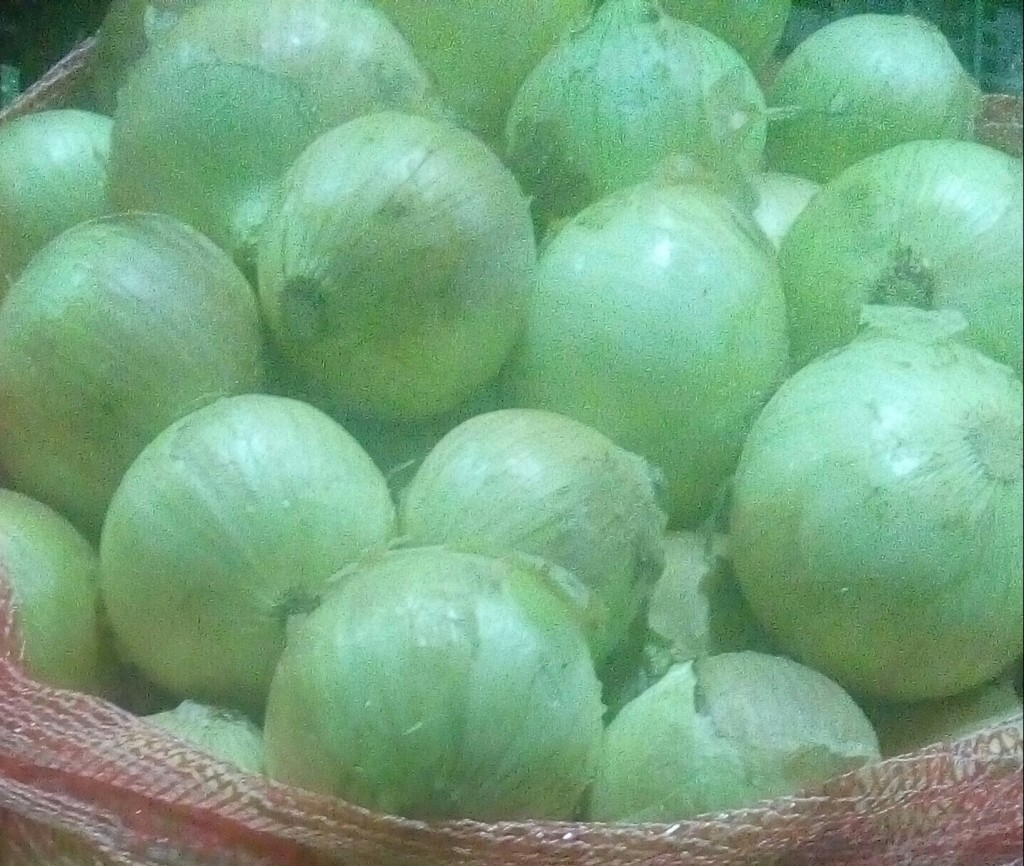 Cebolla cabezona