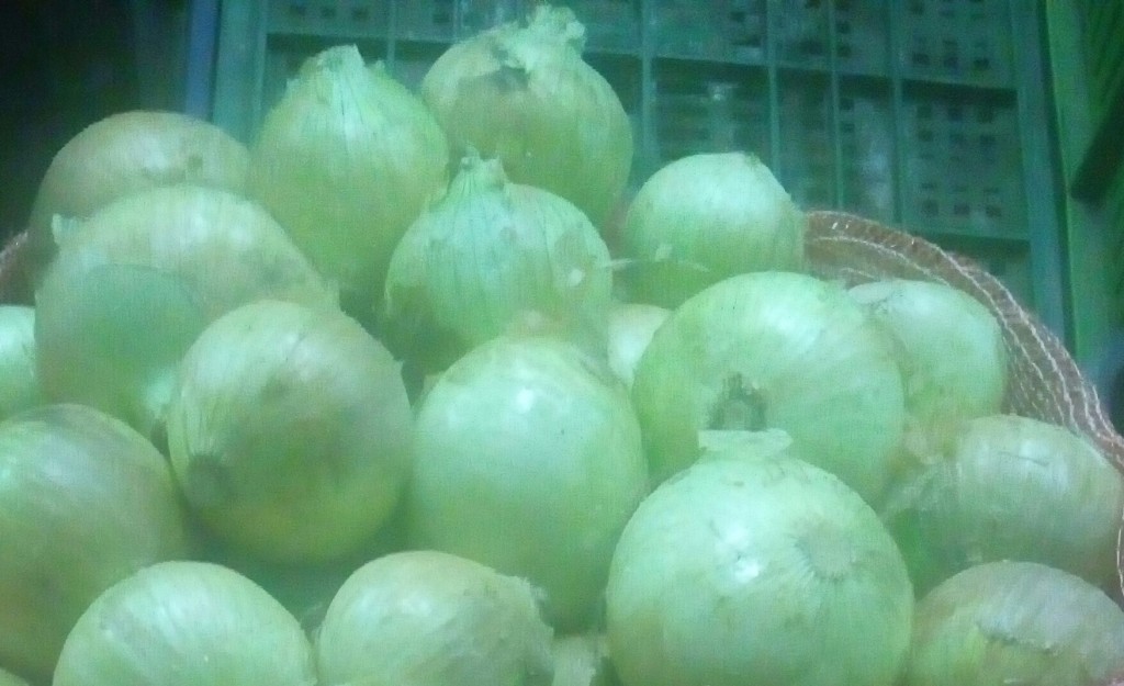 Cebolla cabezona gruesa