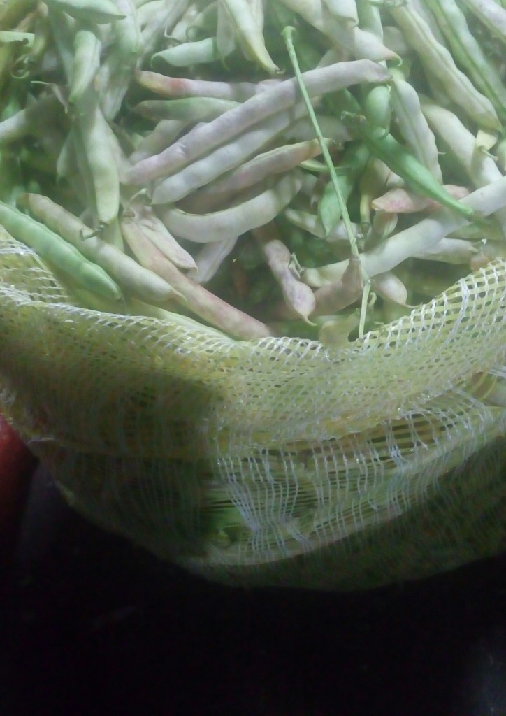 Frijol en cascara