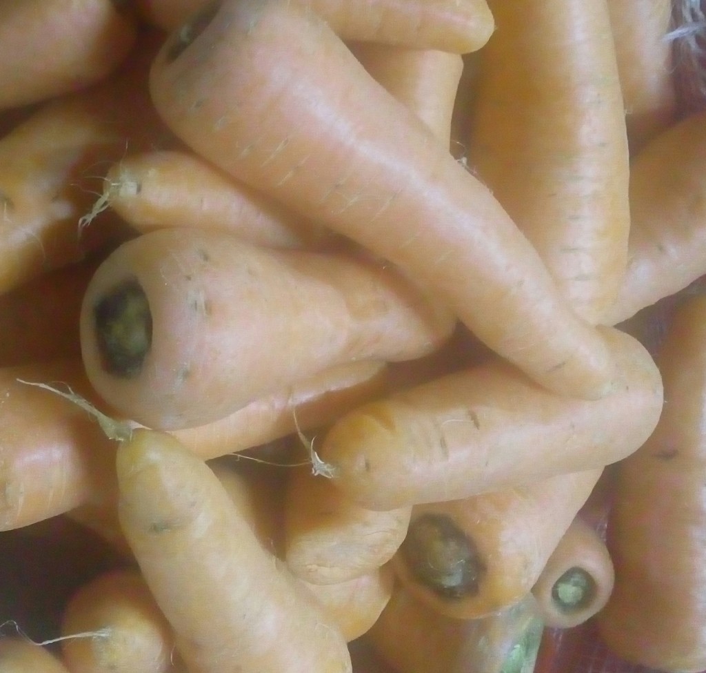 Zanahoria fina