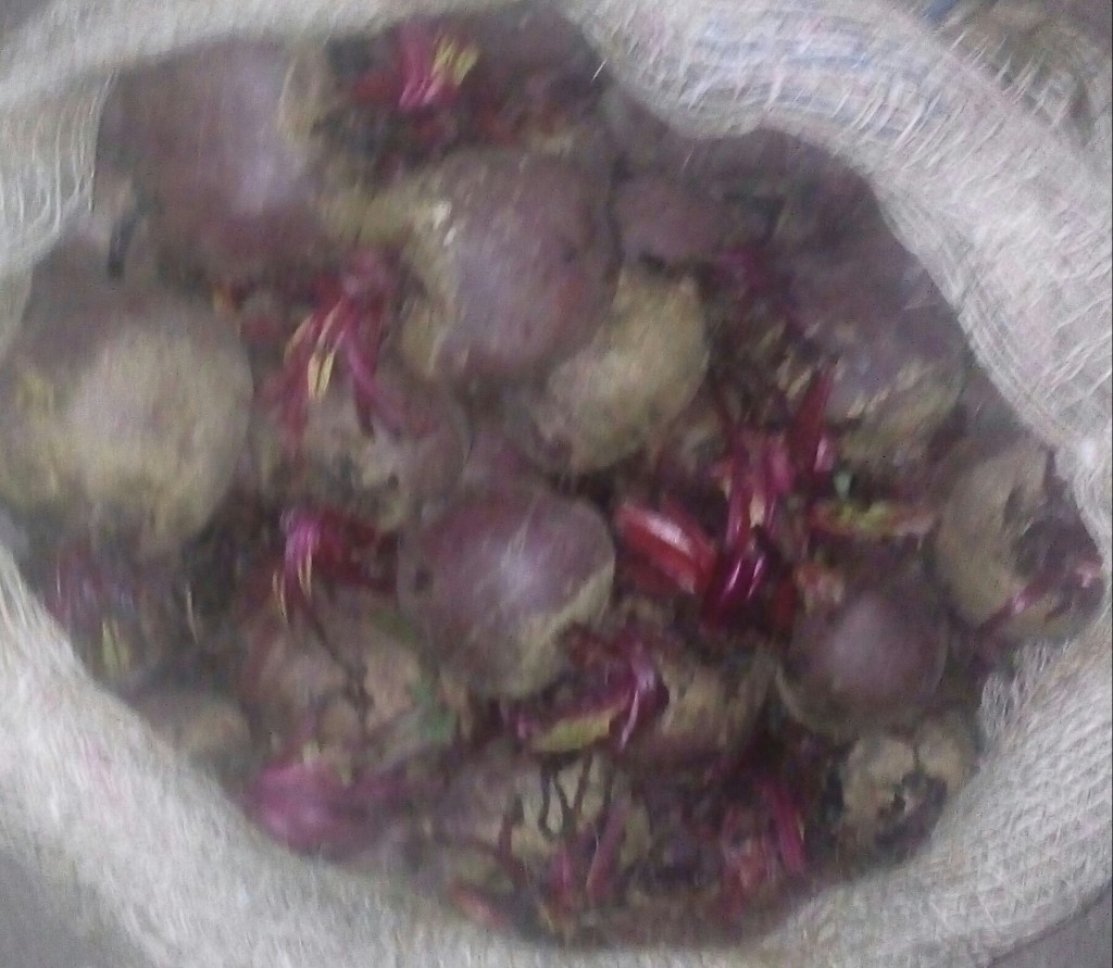 Remolacha