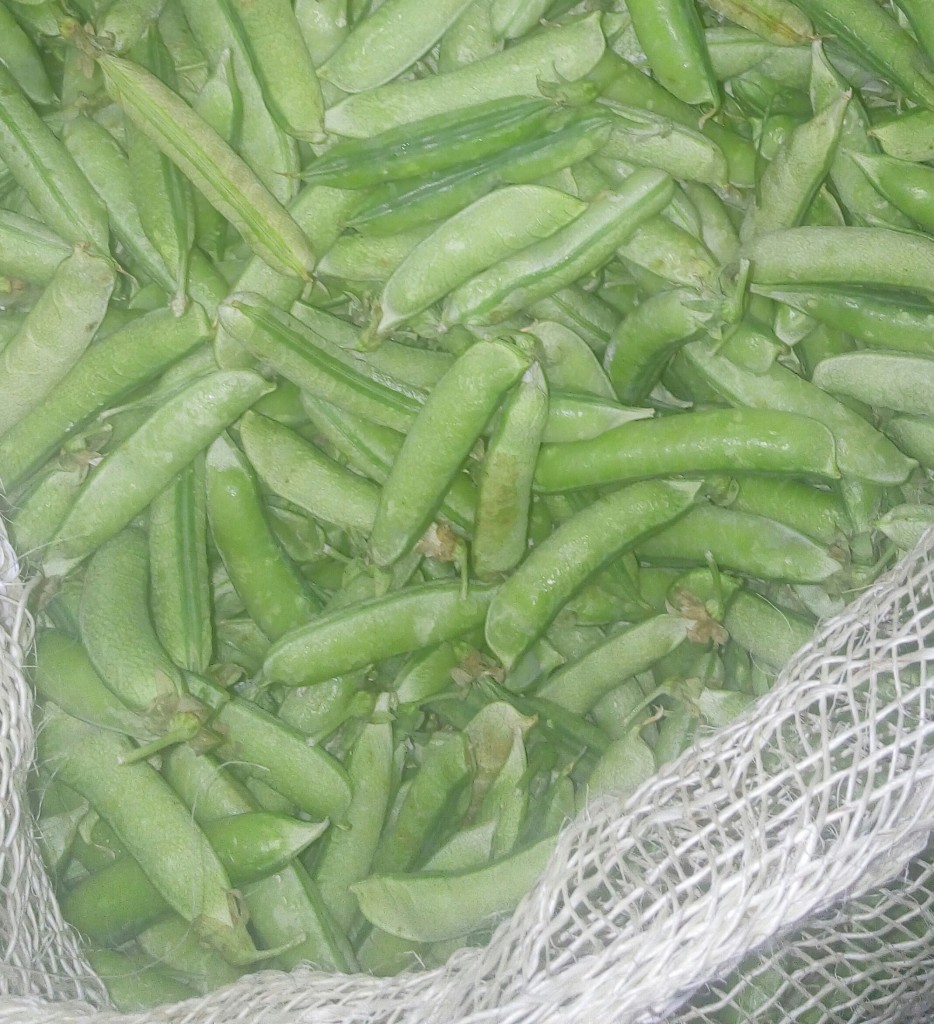 Arveja en cascara