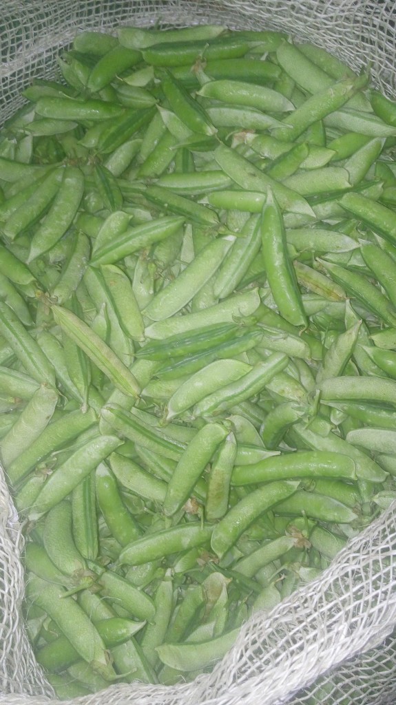 Arveja en cascara