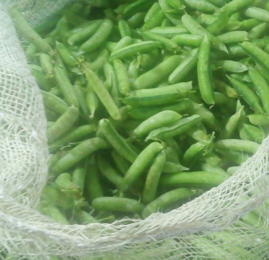 Arveja en cascara