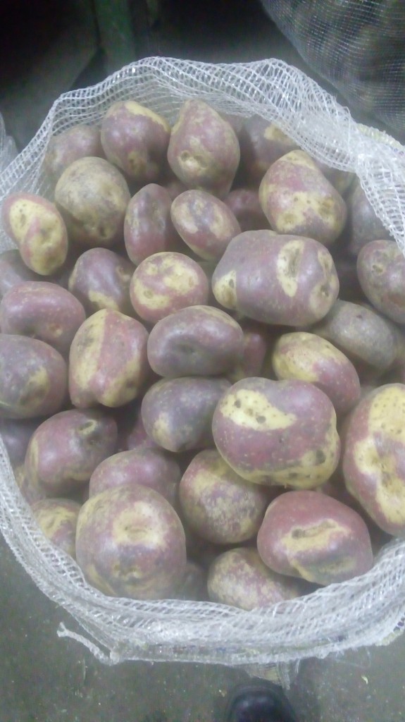 Papa Sabanera gruesa