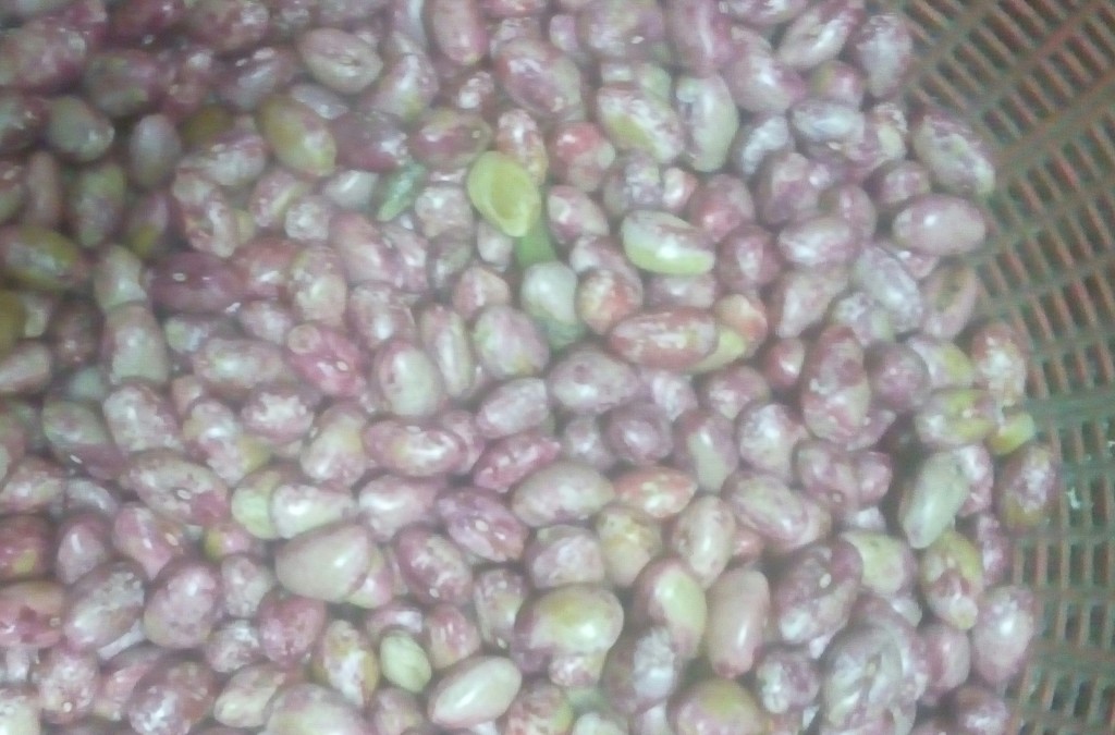Frijol