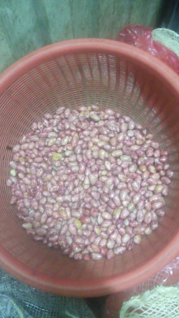 Frijol des Granado