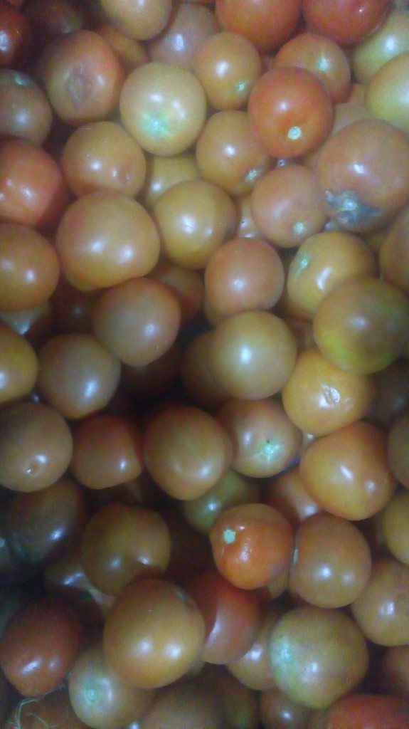 Tomate chonto de primera