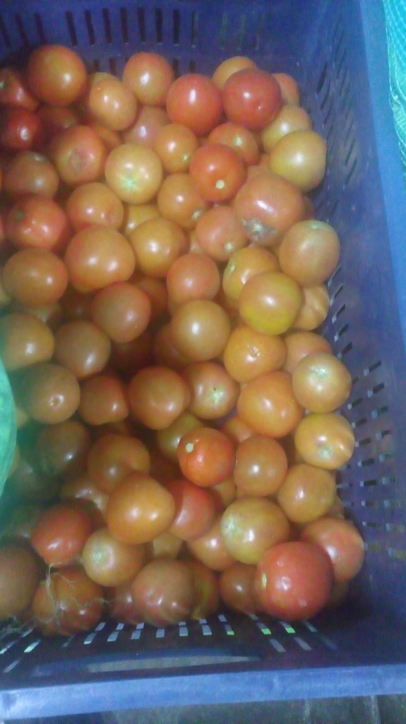Tomate chonto de segunda