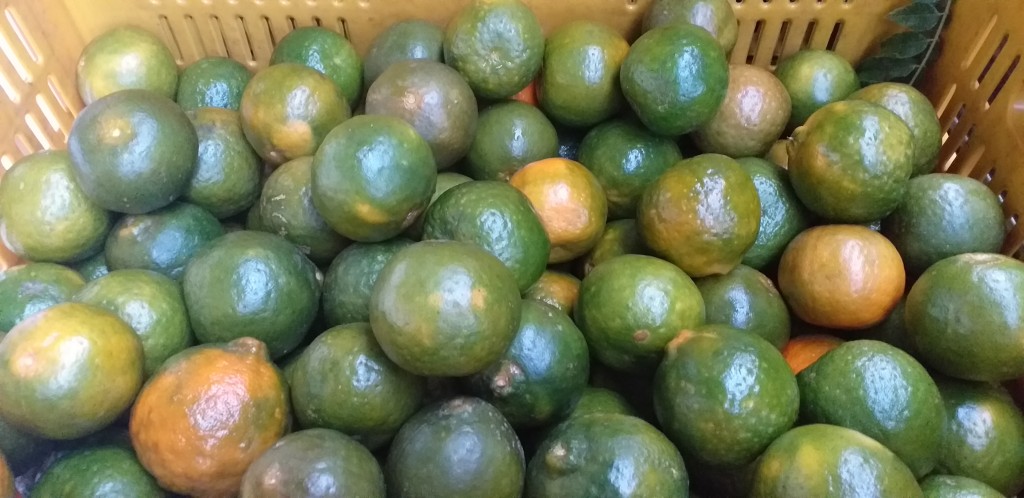 Mandarina oneco 2da