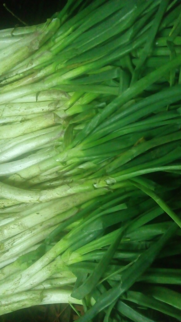 Cebolla larga