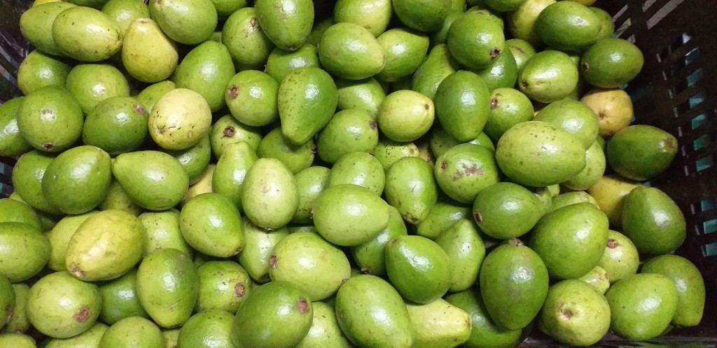 Guayaba pera delgada
