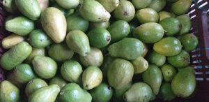 Guayaba pera gruesa