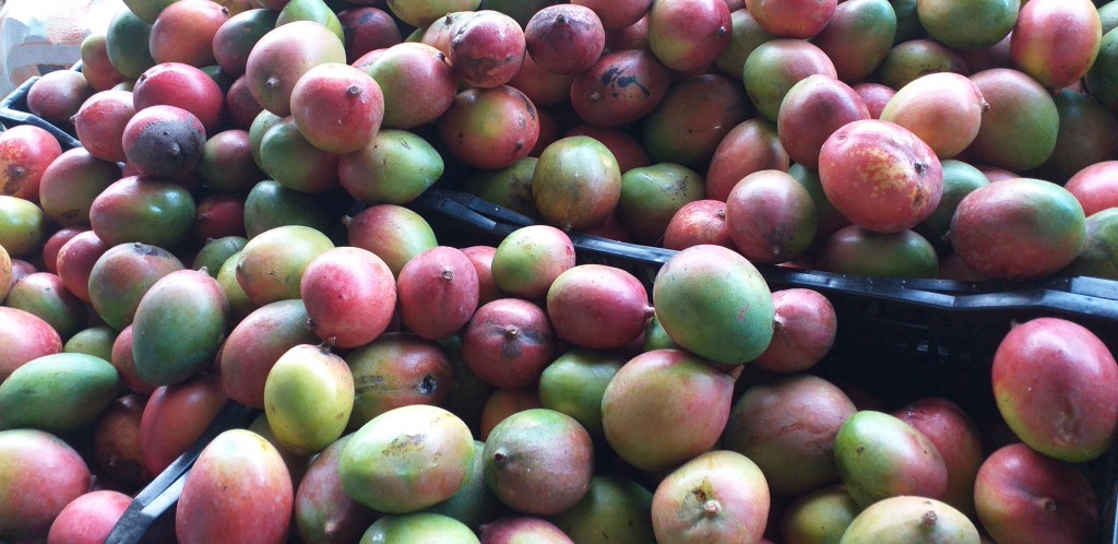 Mango farchi delgado