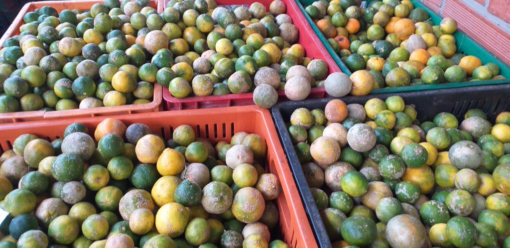 Limon mandarino