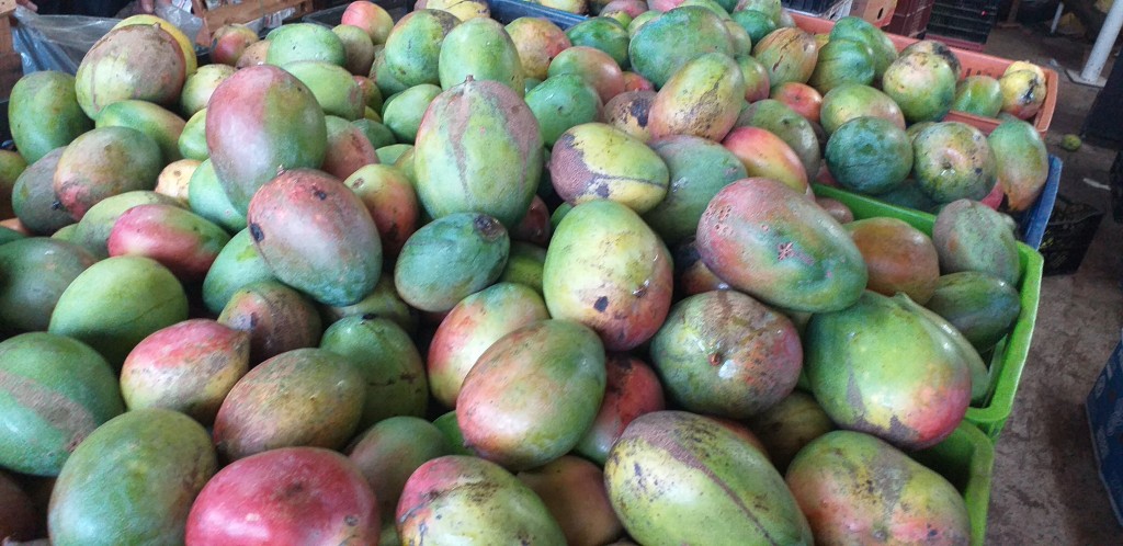 Mango farchi grueso