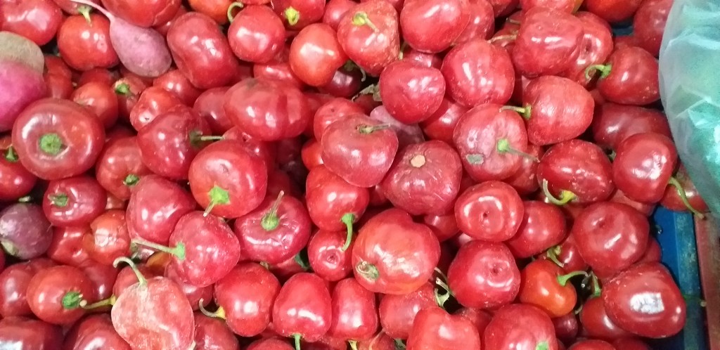 Rocoto