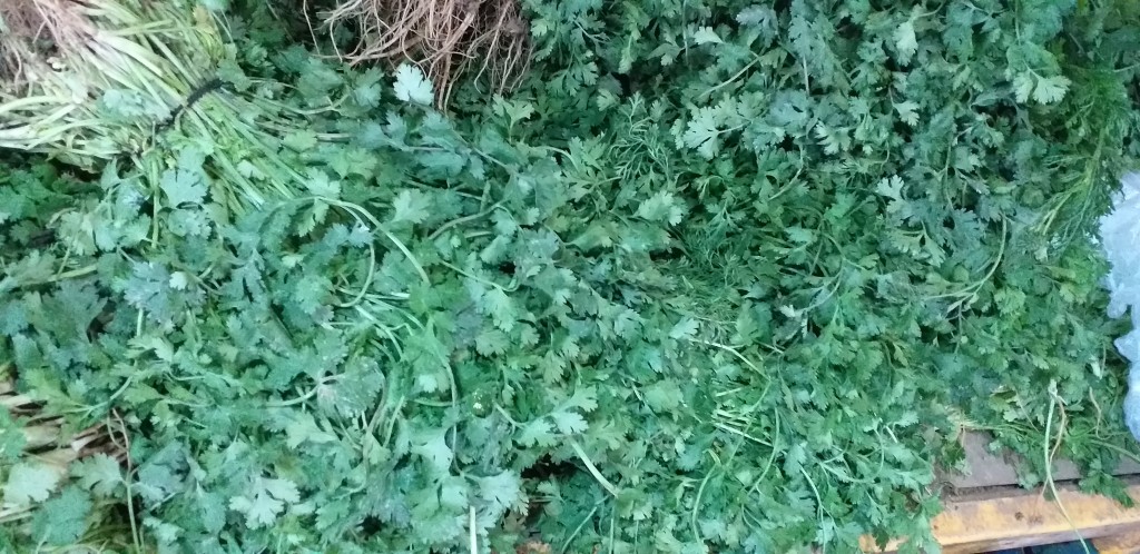 Cilantro