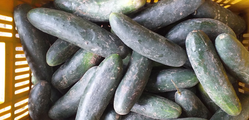 Pepino cohombro