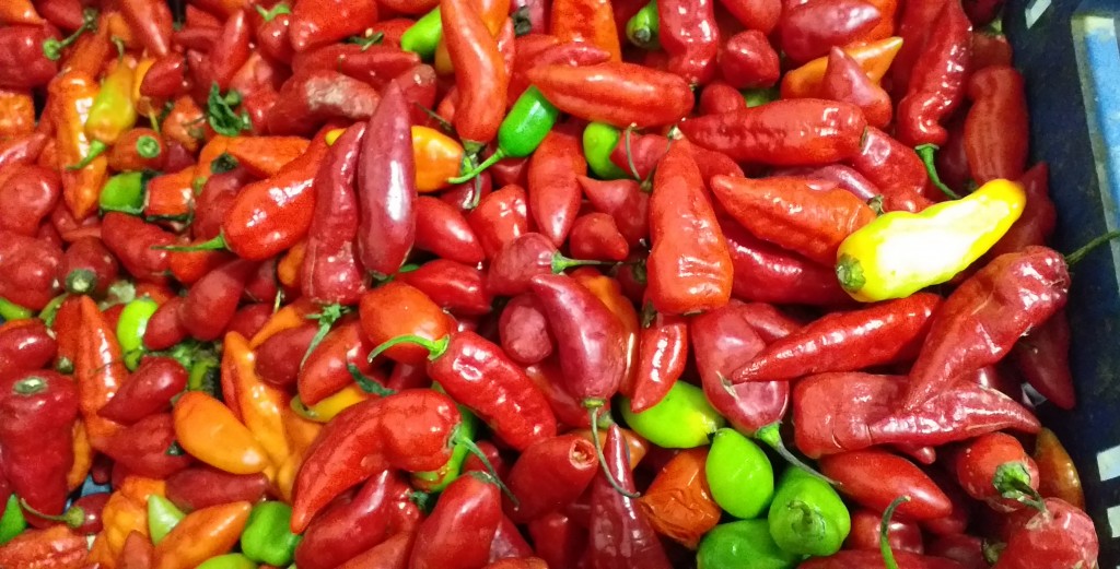 Aji dulce