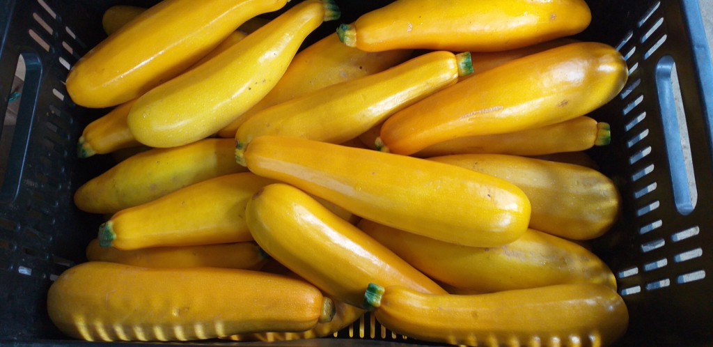 Zucchini amarillo