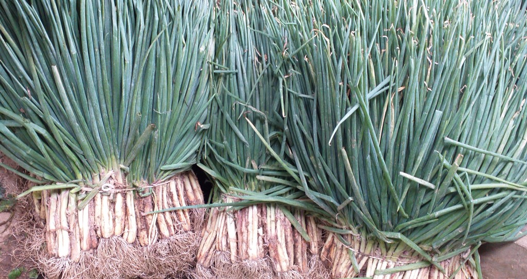 Cebolla de rama