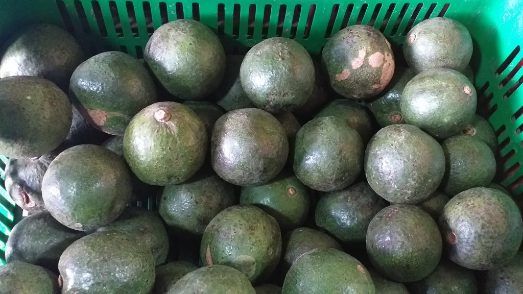 Aguacate reed
