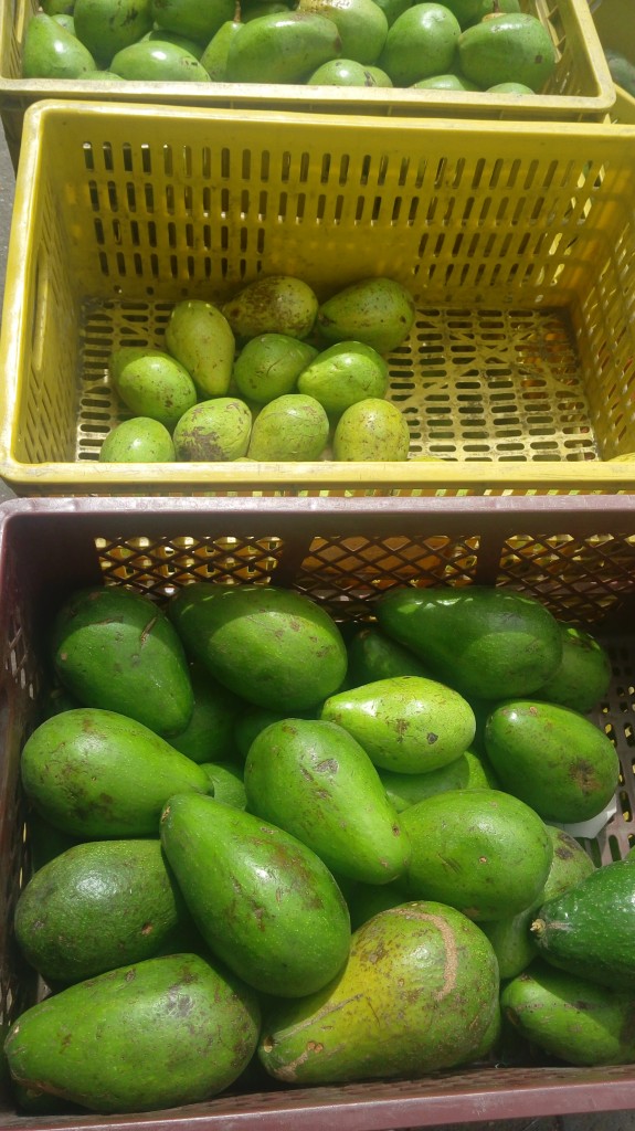 Aguacate símil 40