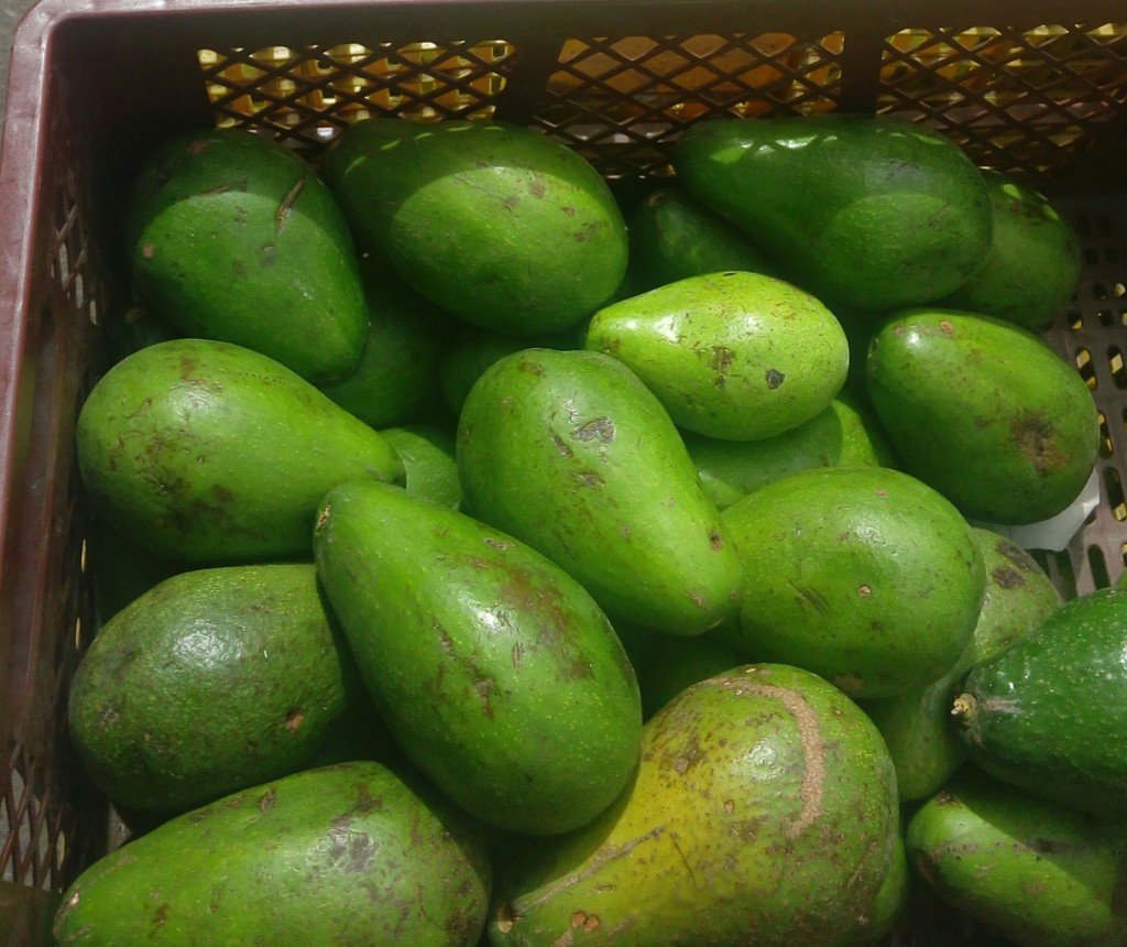 Aguacate común