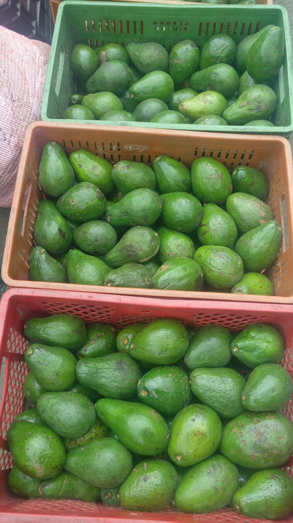 Aguacate criollo